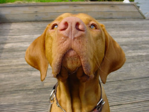 DSC01607_hund